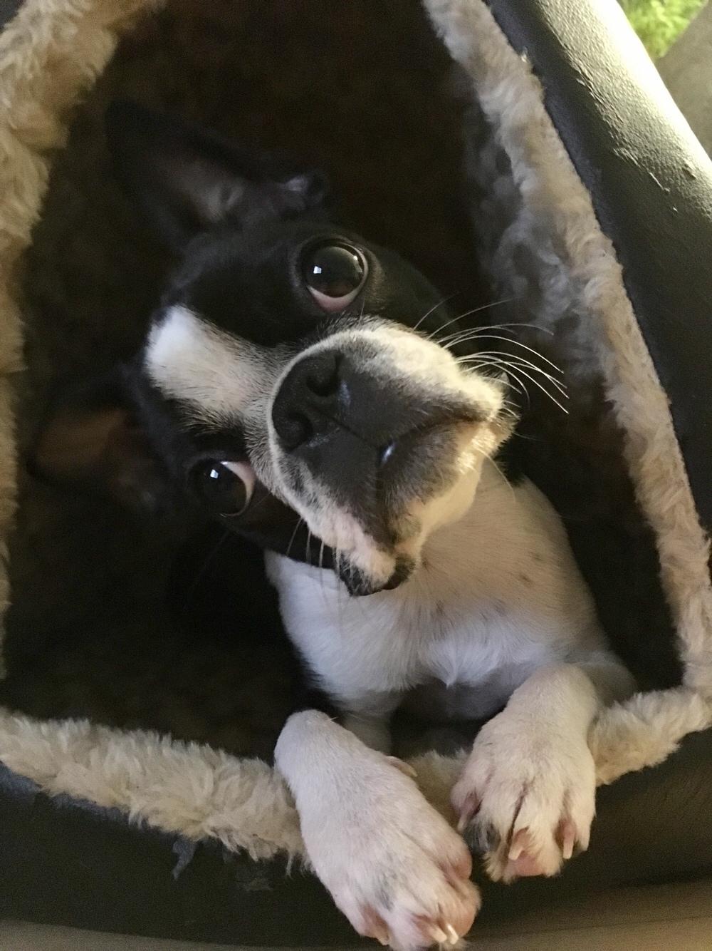 Boston terrier Naddie billede 35