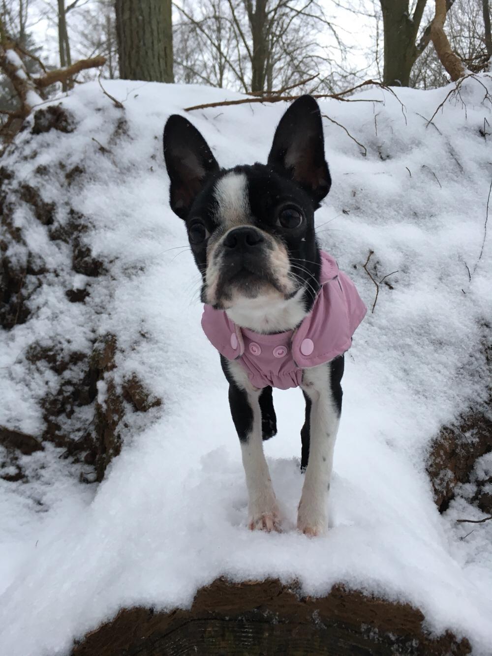 Boston terrier Naddie billede 37