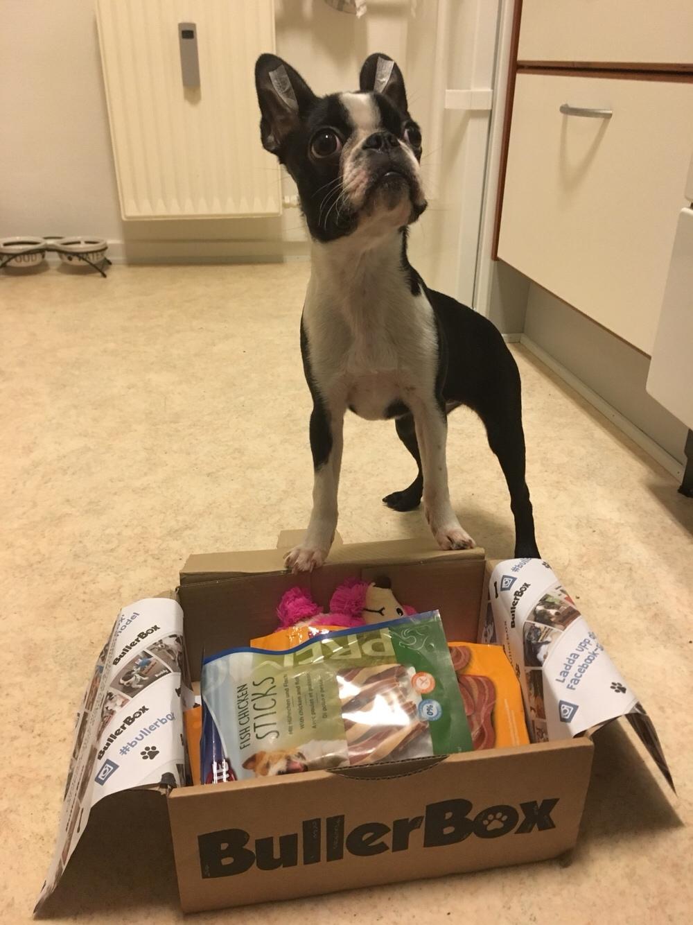 Boston terrier Naddie billede 38