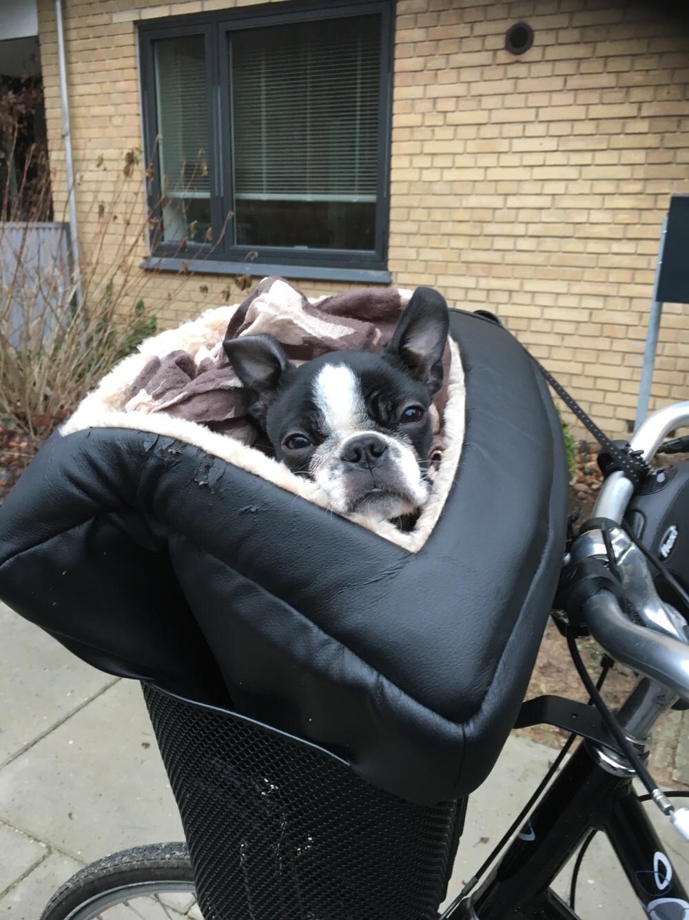 Boston terrier Naddie billede 39