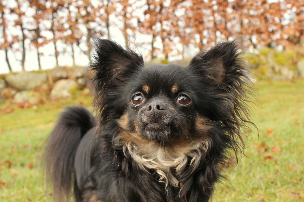 Chihuahua Paya - 9-3-17 billede 46