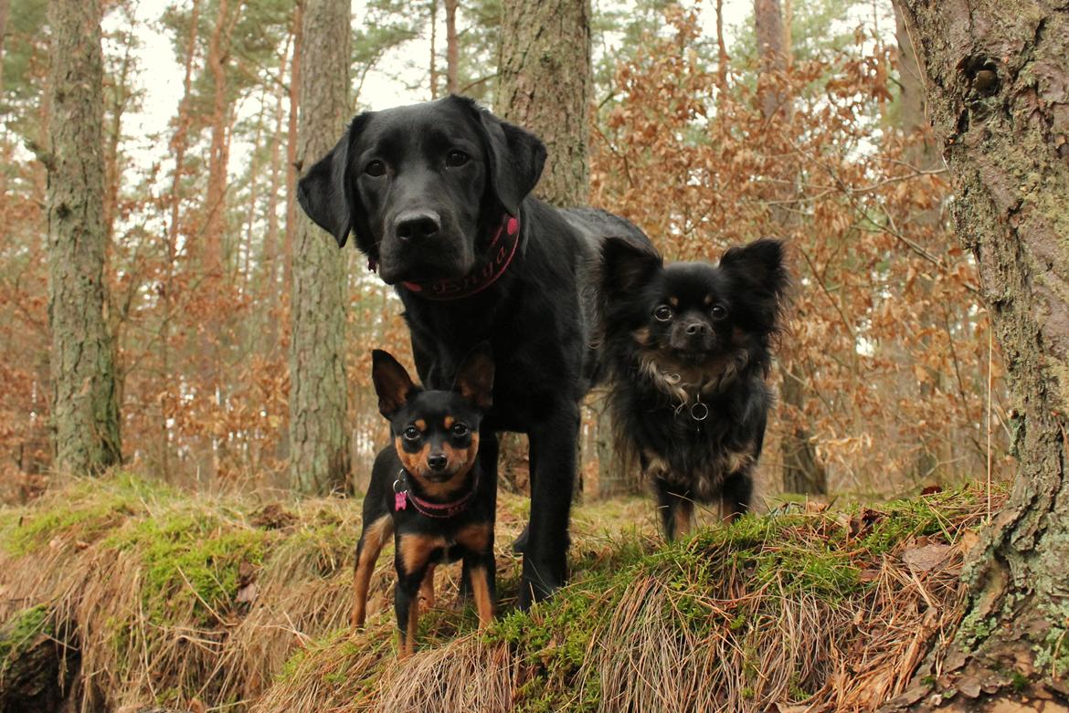 Chihuahua Paya - 4-3-17 billede 45