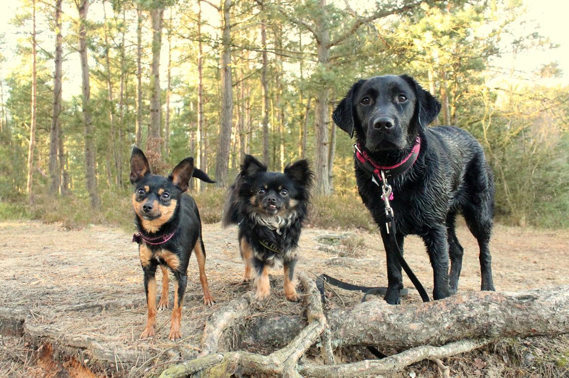 Labrador retriever Enya - 10-3-17 billede 27