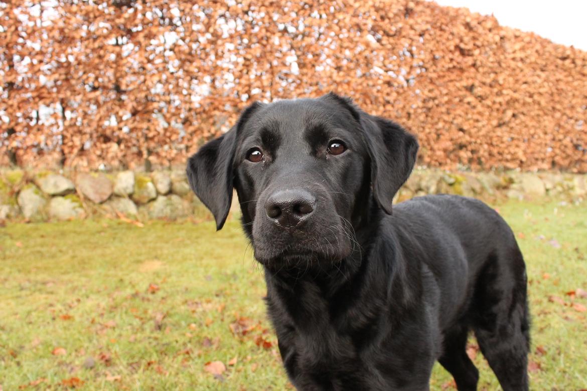 Labrador retriever Enya - 9-3-17 billede 26