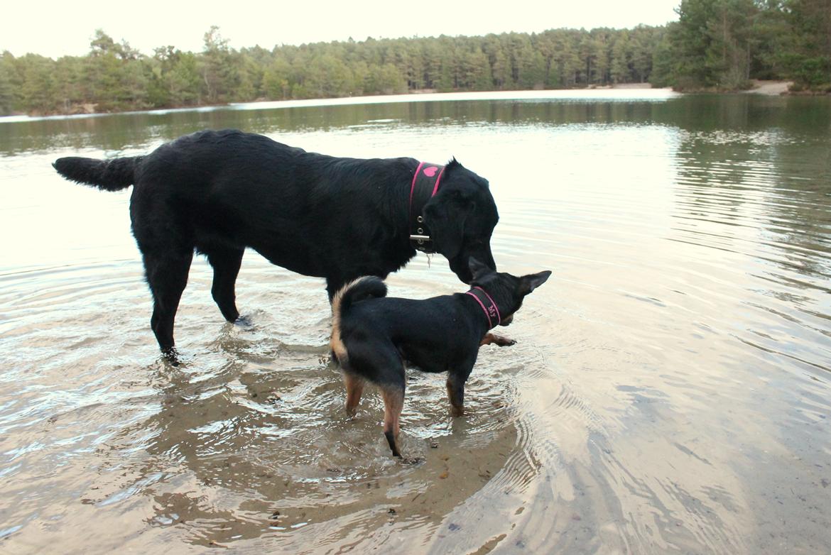 Labrador retriever Enya - 10-3-17 billede 28