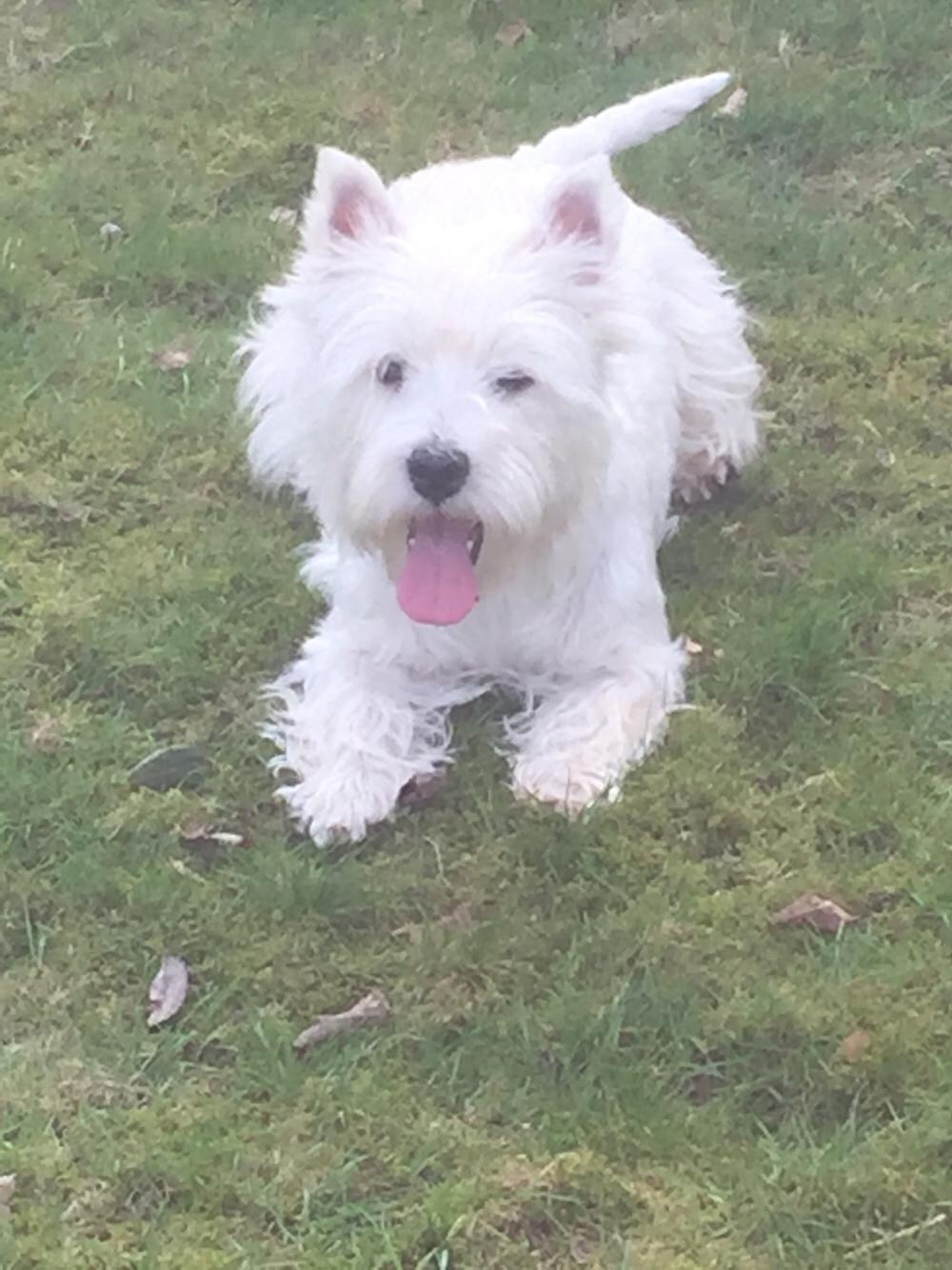 West highland white terrier la gry,s liv billede 19