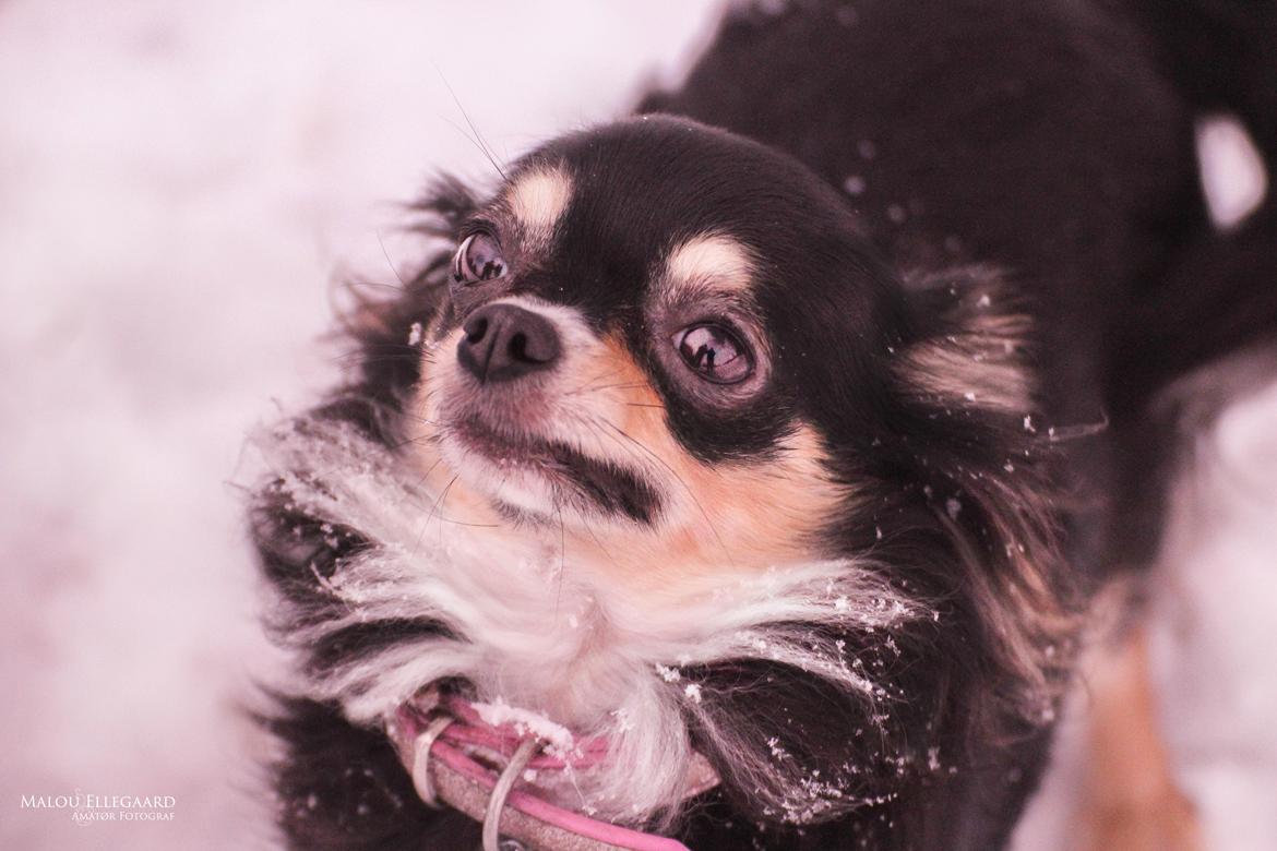 Chihuahua Birkedals' Cleo billede 2