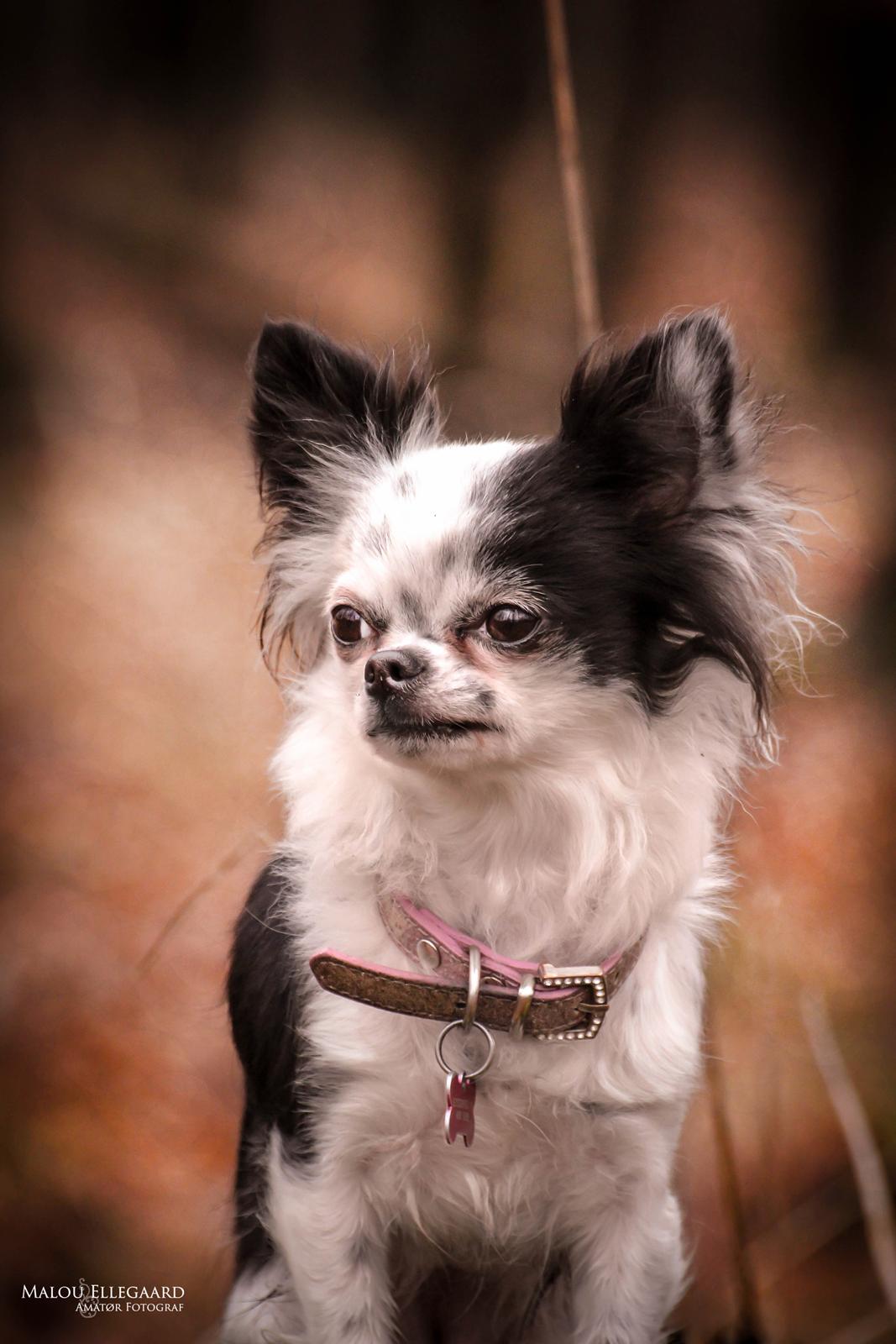 Chihuahua Amy (MooMoo) billede 1