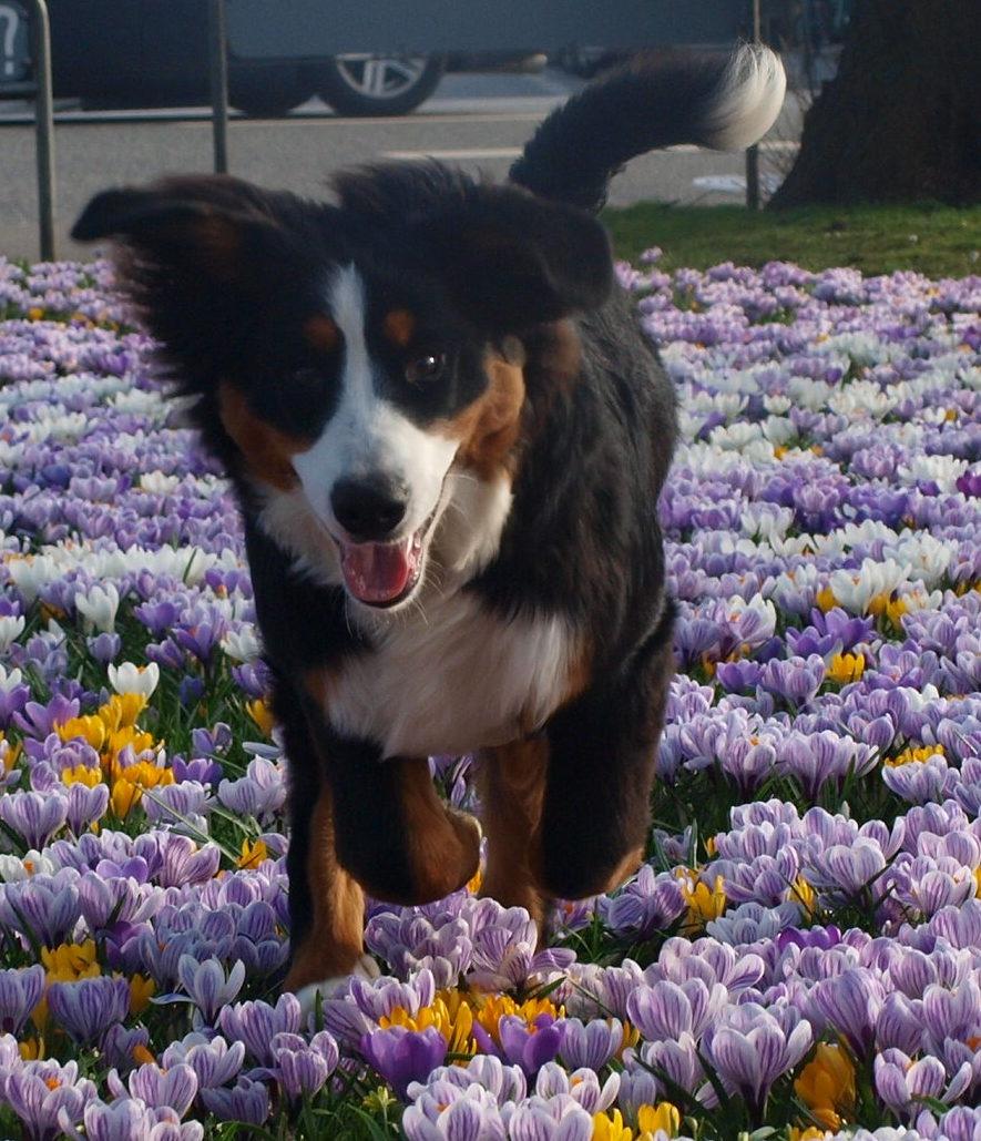 Berner sennenhund Scachris´s Sille "Lippa" billede 32