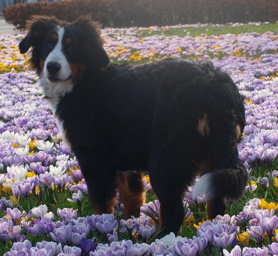Berner sennenhund Scachris´s Sille "Lippa" billede 34