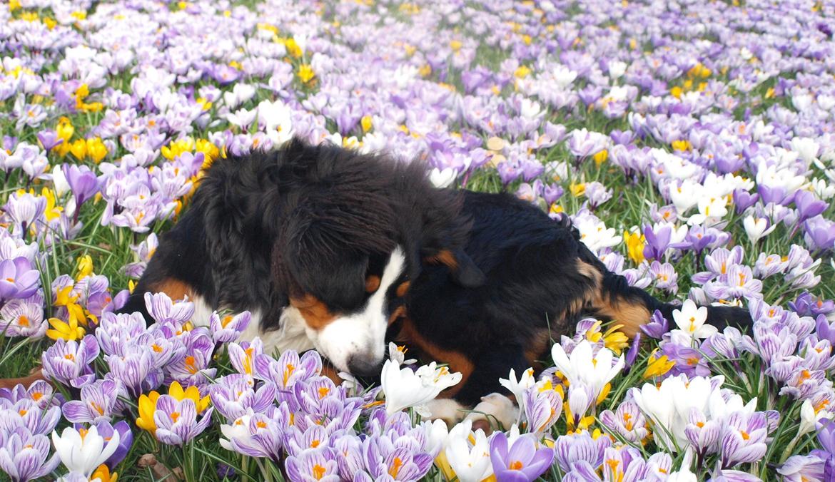 Berner sennenhund Scachris´s Sille "Lippa" billede 35