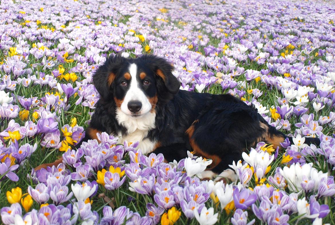 Berner sennenhund Scachris´s Sille "Lippa" billede 2