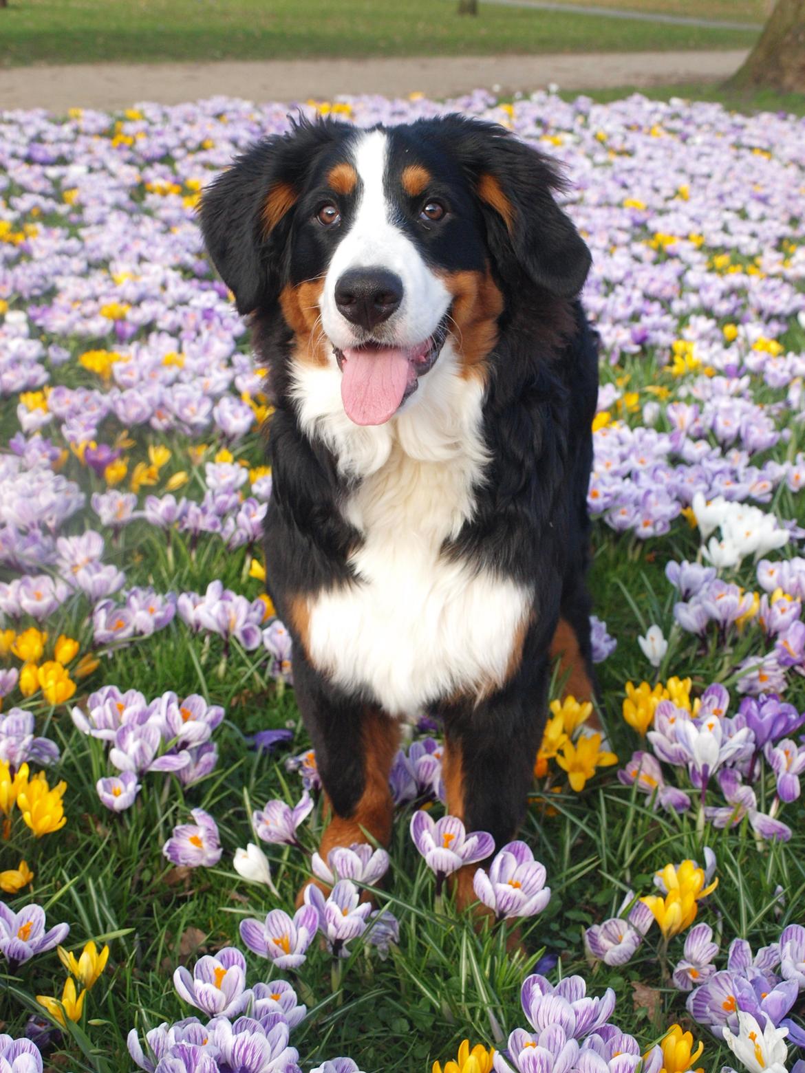 Berner sennenhund Scachris´s Sille "Lippa" billede 36