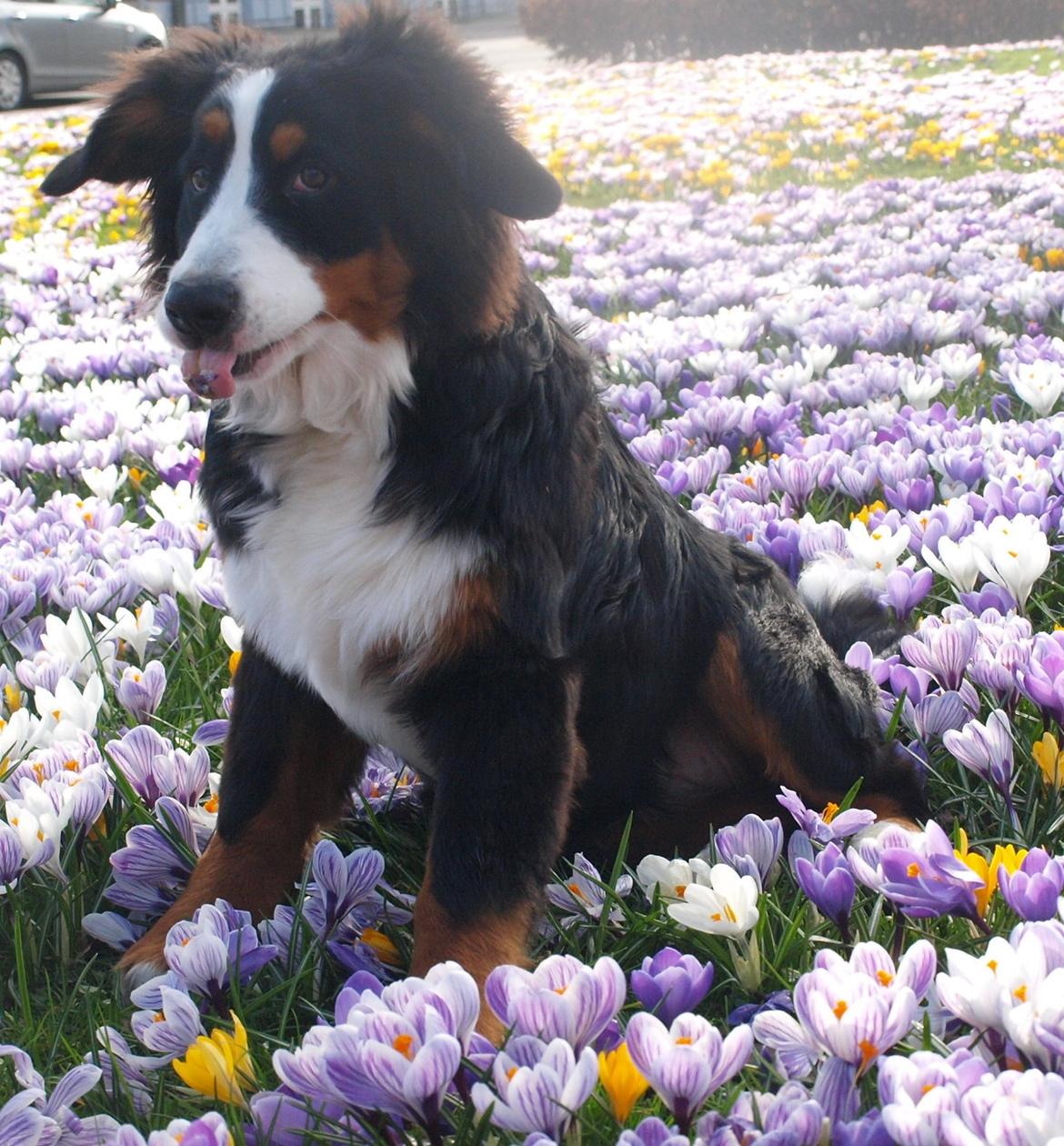 Berner sennenhund Scachris´s Sille "Lippa" billede 39