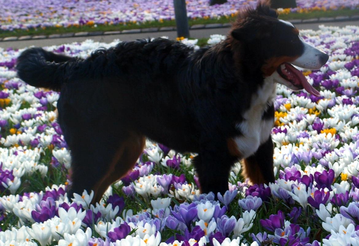 Berner sennenhund Scachris´s Sille "Lippa" billede 45