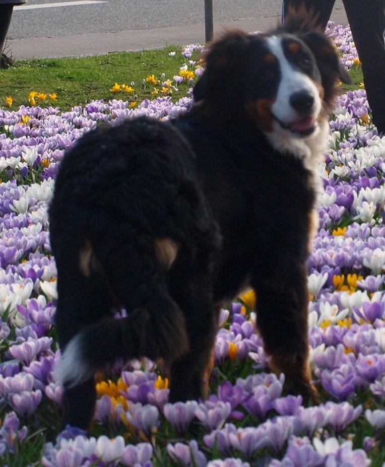 Berner sennenhund Scachris´s Sille "Lippa" billede 33