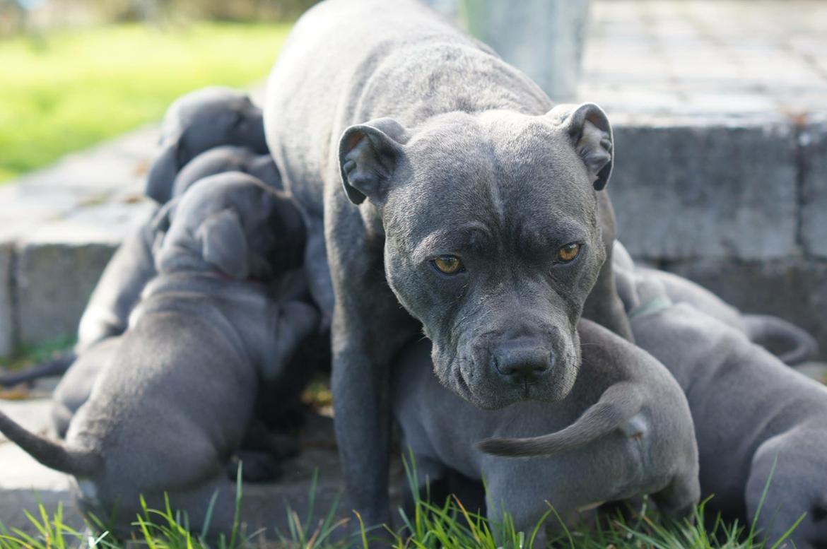 Staffordshire bull terrier Müsli billede 39