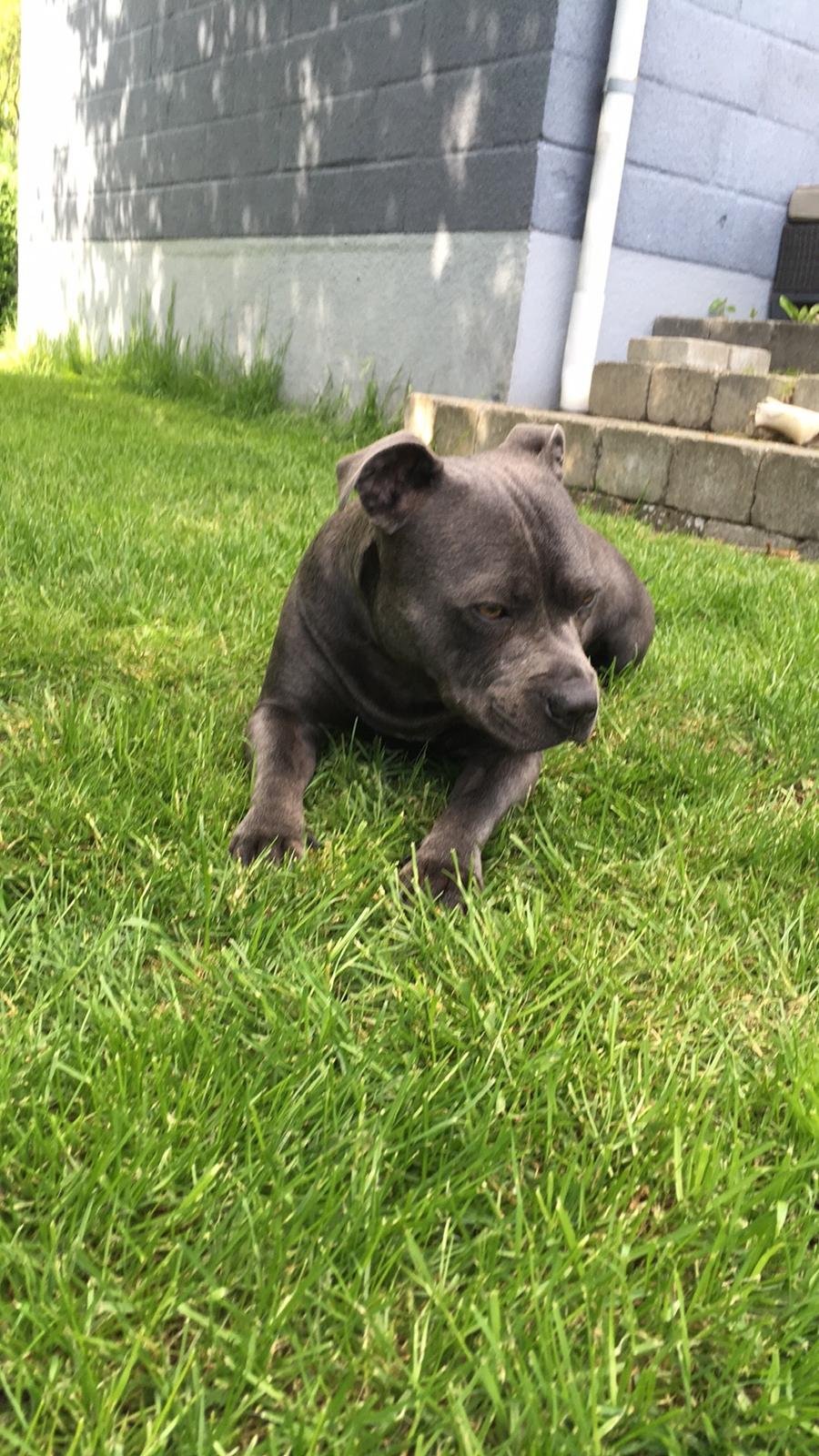 Staffordshire bull terrier Müsli billede 40