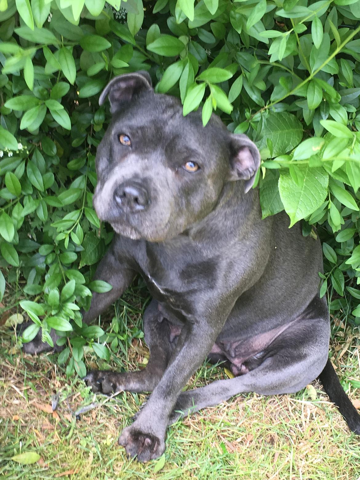 Staffordshire bull terrier Müsli billede 41