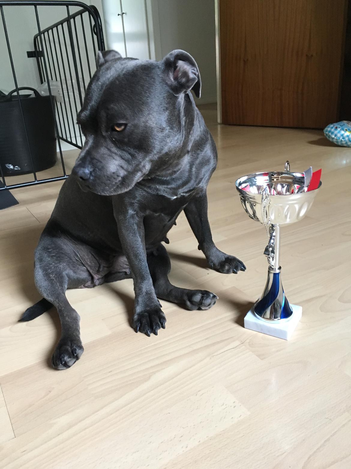 Staffordshire bull terrier Müsli billede 42