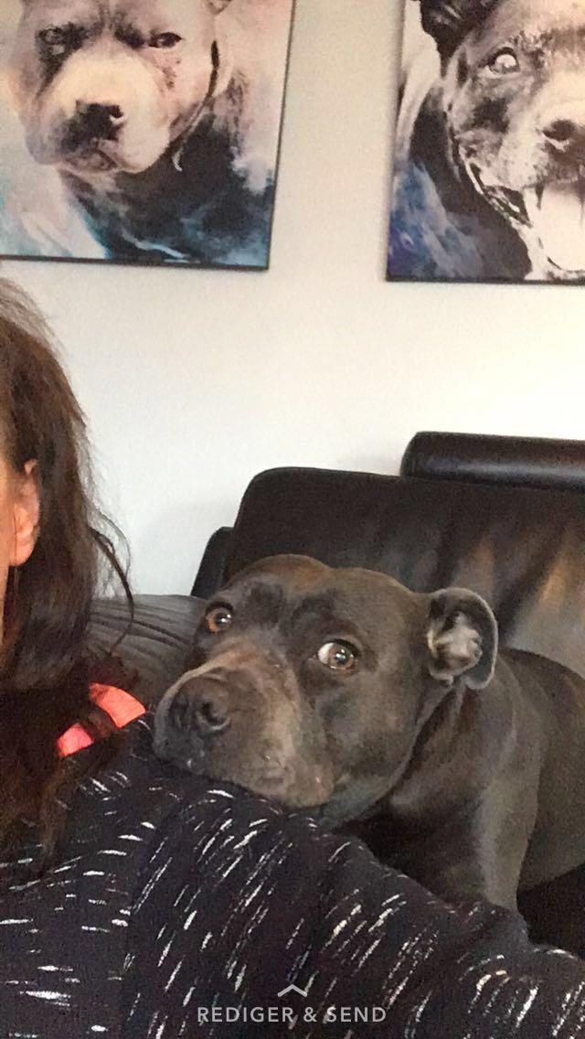 Staffordshire bull terrier Müsli billede 45