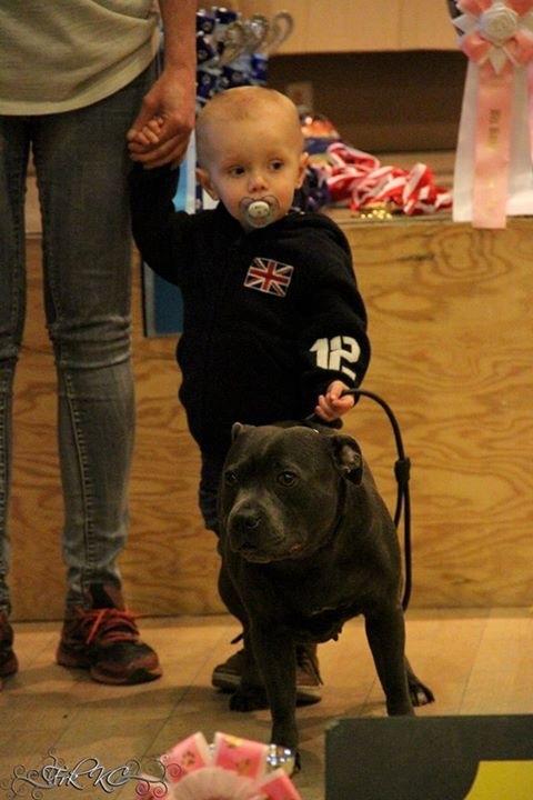Staffordshire bull terrier Müsli billede 44