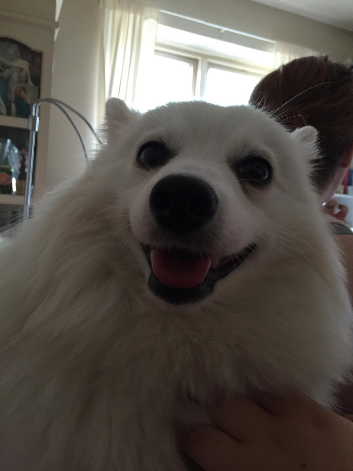 Japansk spids Miku (udtales Miko)  billede 4