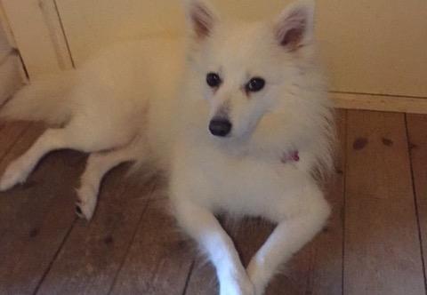 Japansk spids Miku (udtales Miko)  billede 5