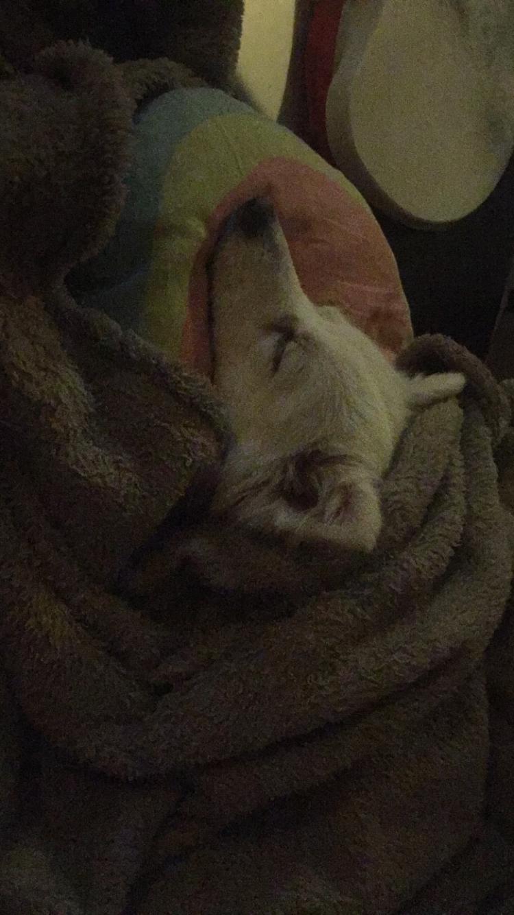 Japansk spids Miku (udtales Miko)  billede 9