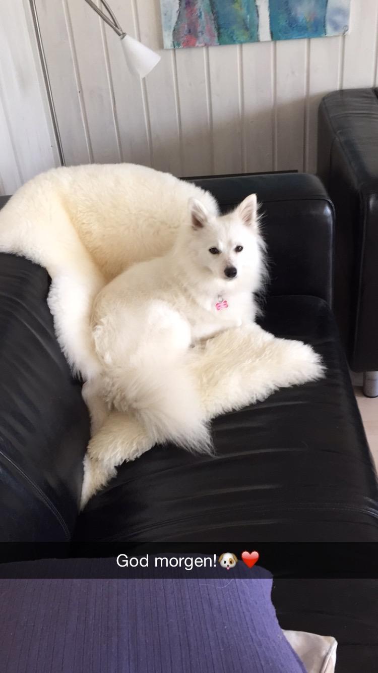 Japansk spids Miku (udtales Miko)  billede 11