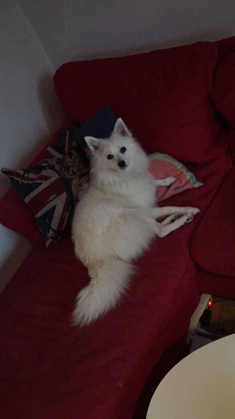 Japansk spids Miku (udtales Miko)  billede 12