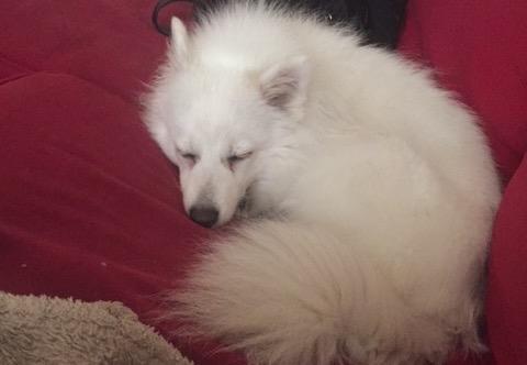 Japansk spids Miku (udtales Miko)  billede 15