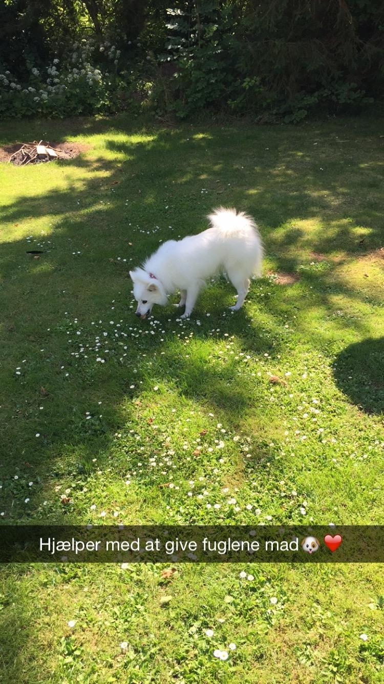 Japansk spids Miku (udtales Miko)  billede 19