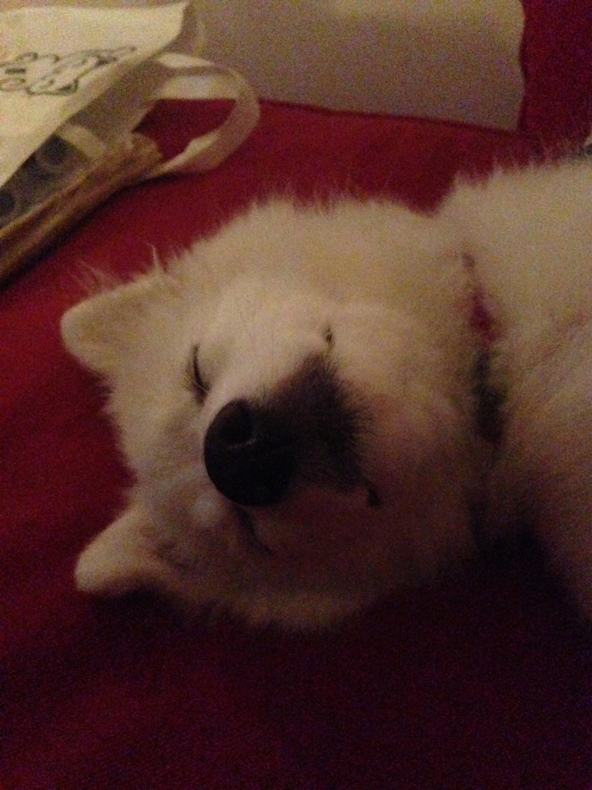 Japansk spids Miku (udtales Miko)  billede 20