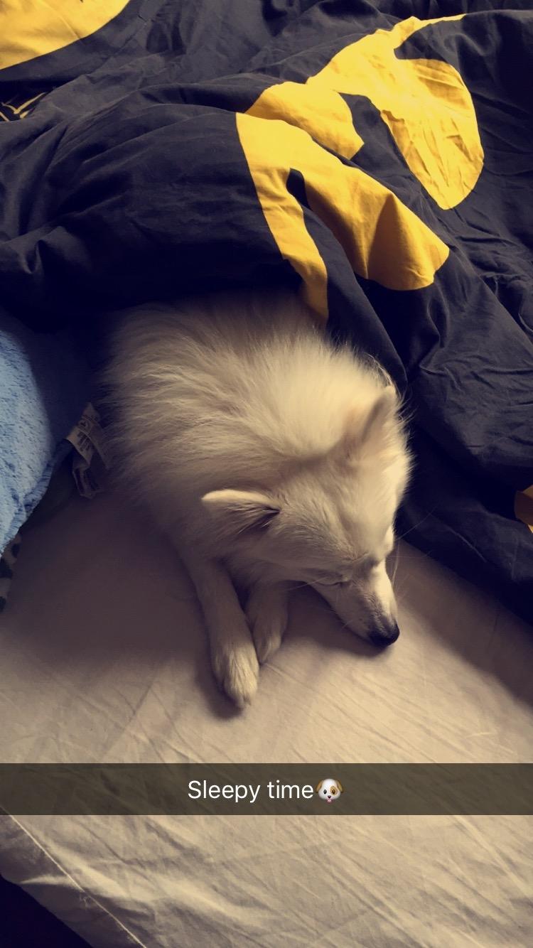 Japansk spids Miku (udtales Miko)  billede 27