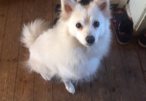 Japansk spids Miku (udtales Miko)  billede 22