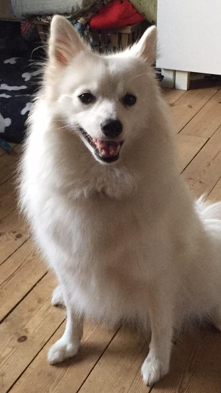 Japansk spids Miku (udtales Miko)  billede 29