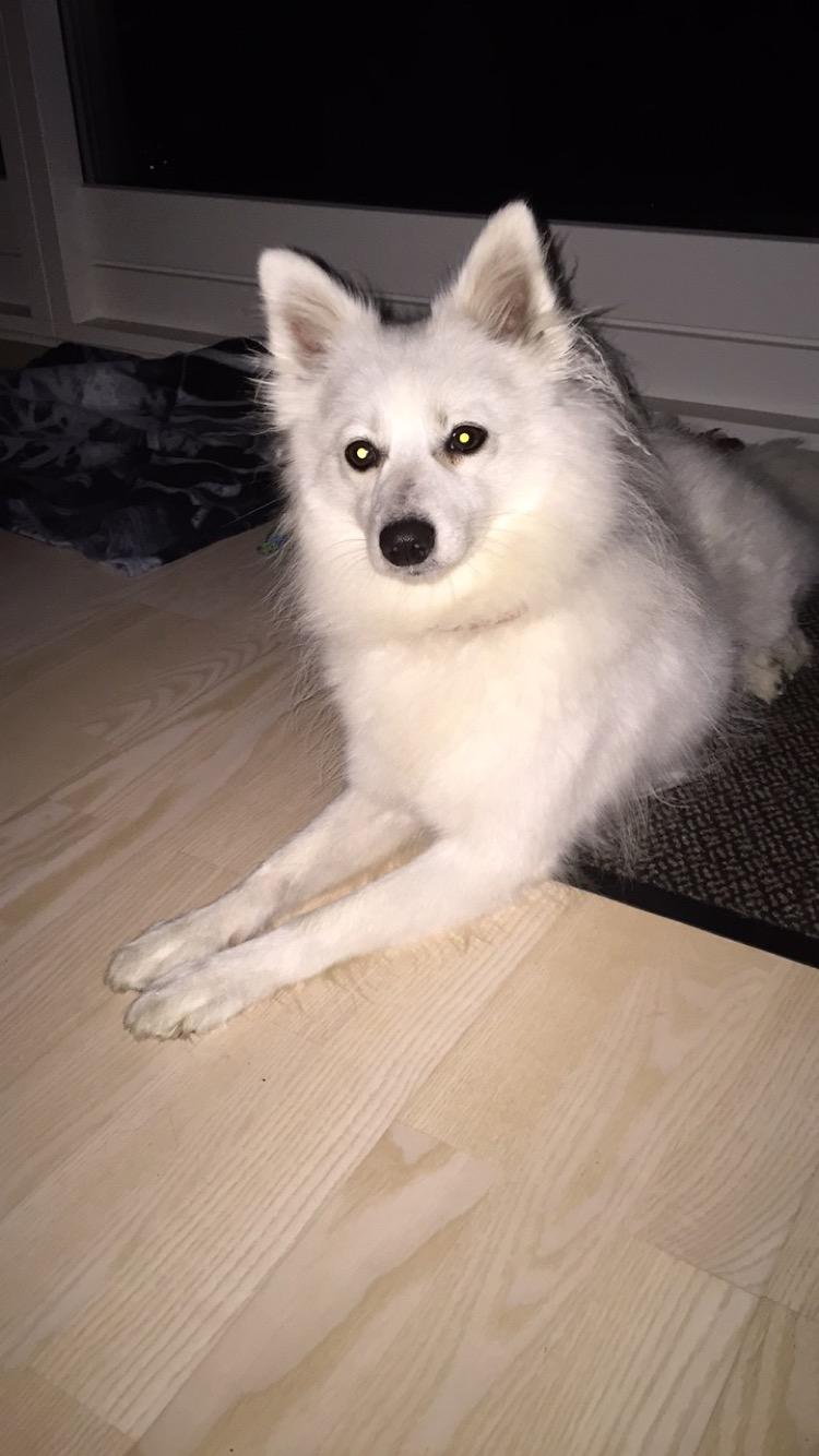 Japansk spids Miku (udtales Miko)  billede 31