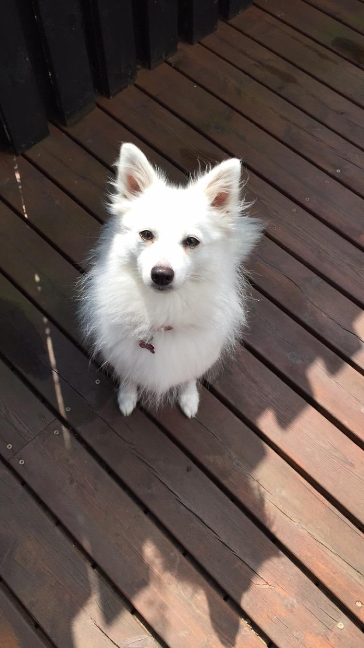 Japansk spids Miku (udtales Miko)  billede 30