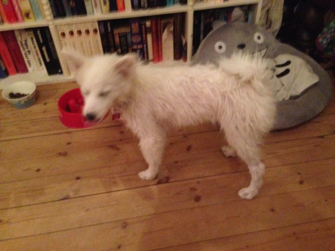 Japansk spids Miku (udtales Miko)  billede 33