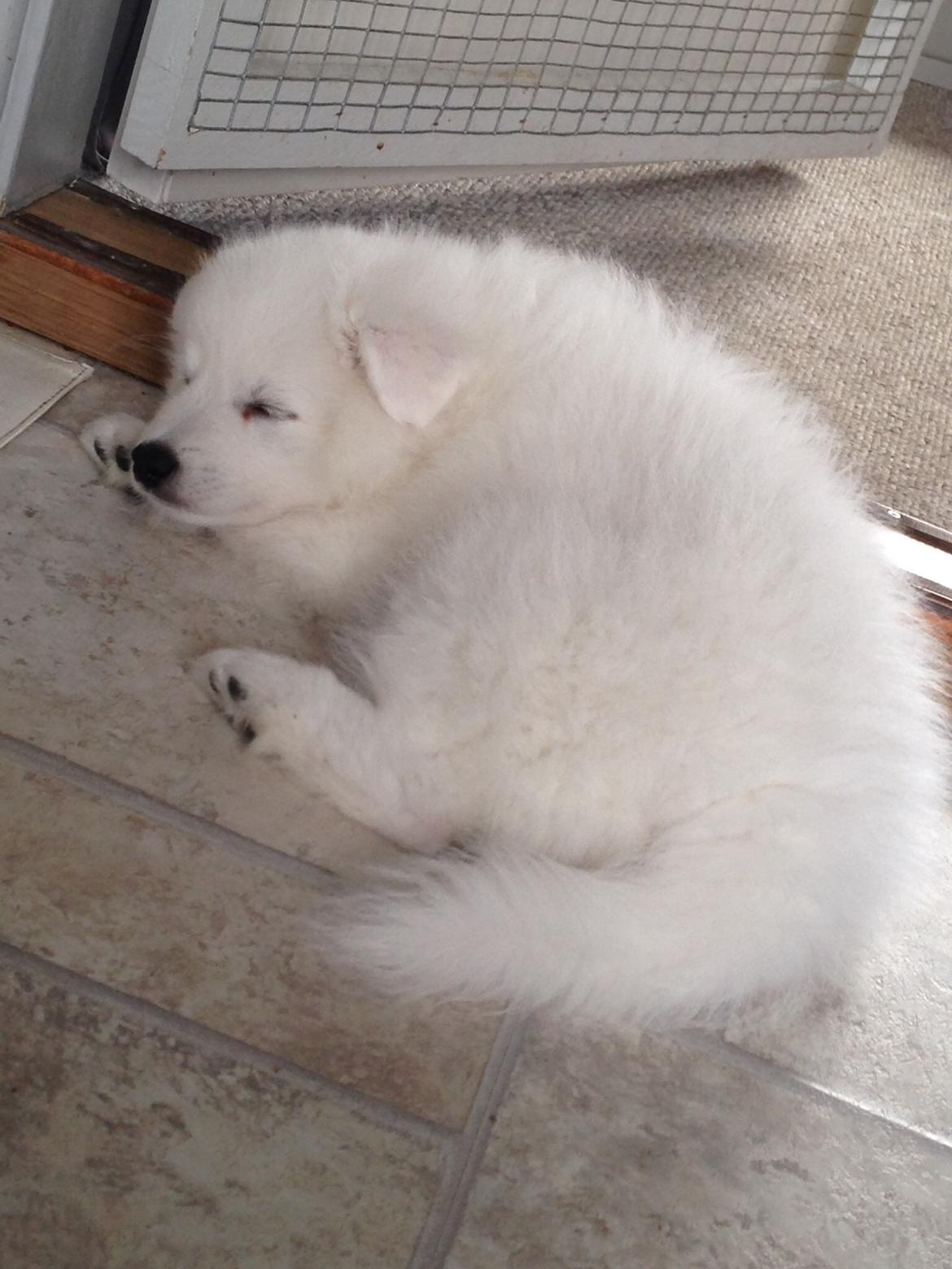 Japansk spids Miku (udtales Miko)  billede 34