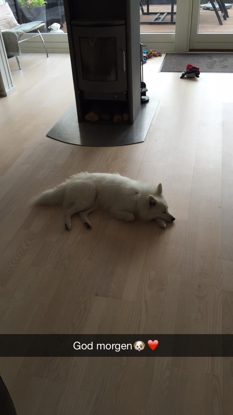 Japansk spids Miku (udtales Miko)  billede 41