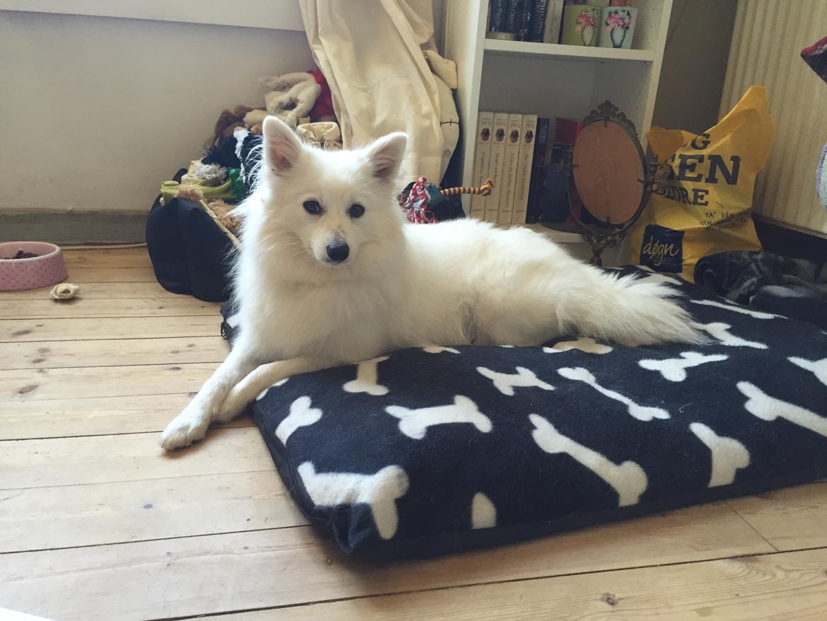 Japansk spids Miku (udtales Miko)  billede 42