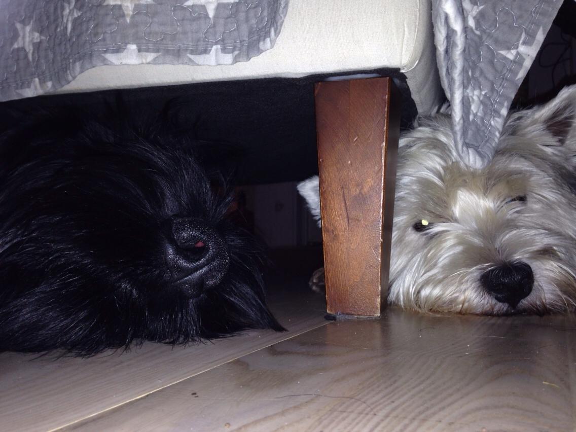 Riesenschnauzer Zipo / men stamtavle  Zeppo billede 5