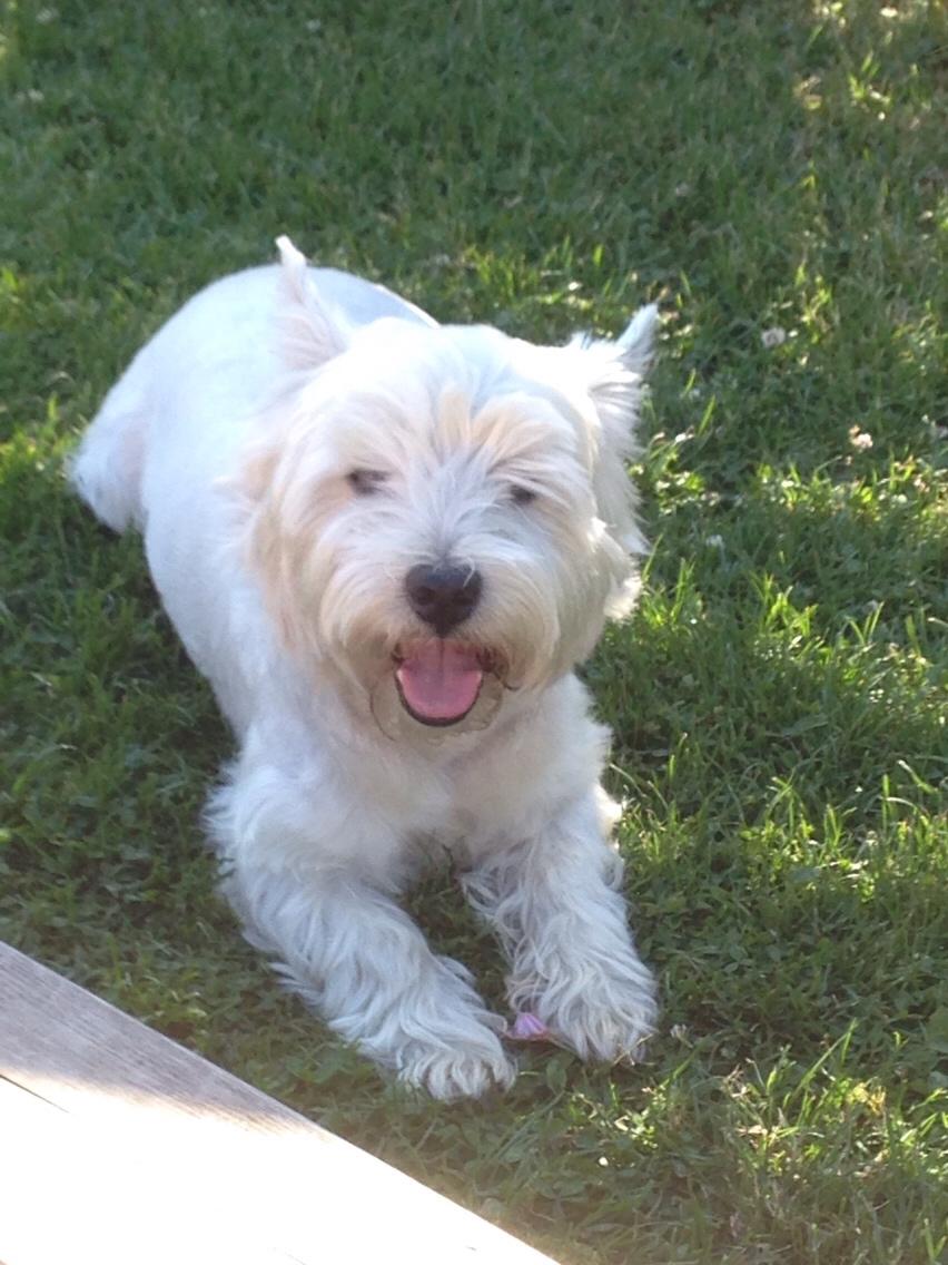 West highland white terrier Bobby billede 1