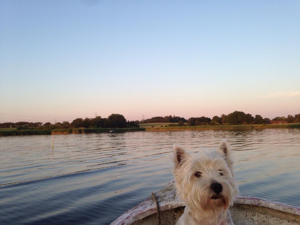 West highland white terrier Bobby billede 2