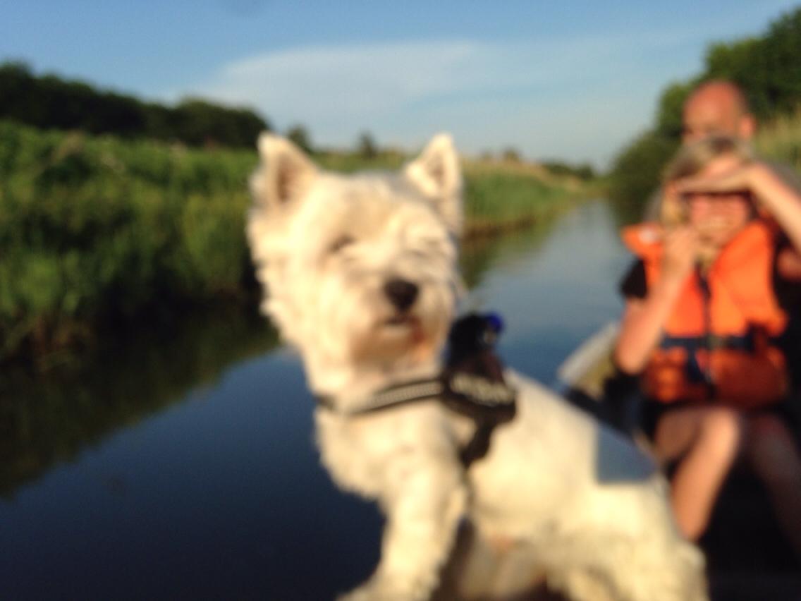West highland white terrier Bobby billede 3