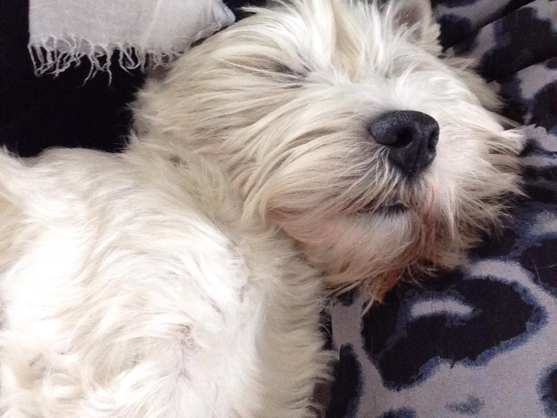 West highland white terrier Bobby billede 4