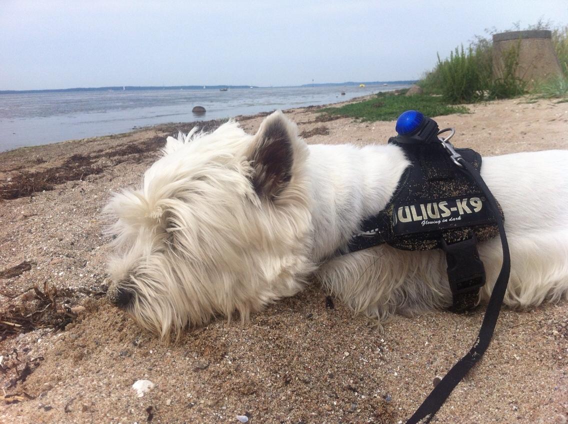 West highland white terrier Bobby billede 5