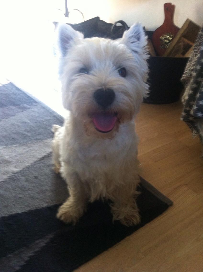 West highland white terrier Bobby billede 6